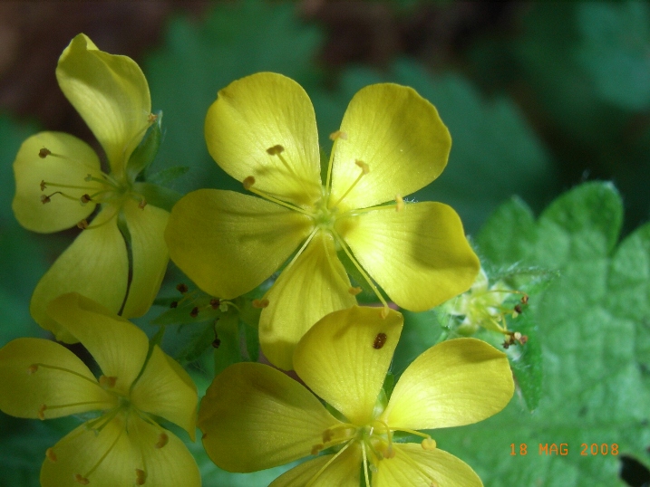 Aremonia agrimonoides / Agrimonia